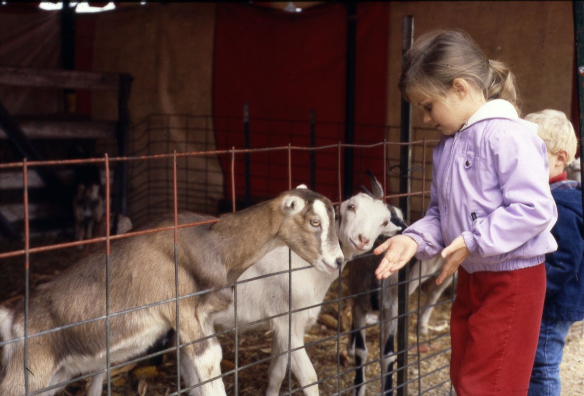 Children visiting goats at a zoo