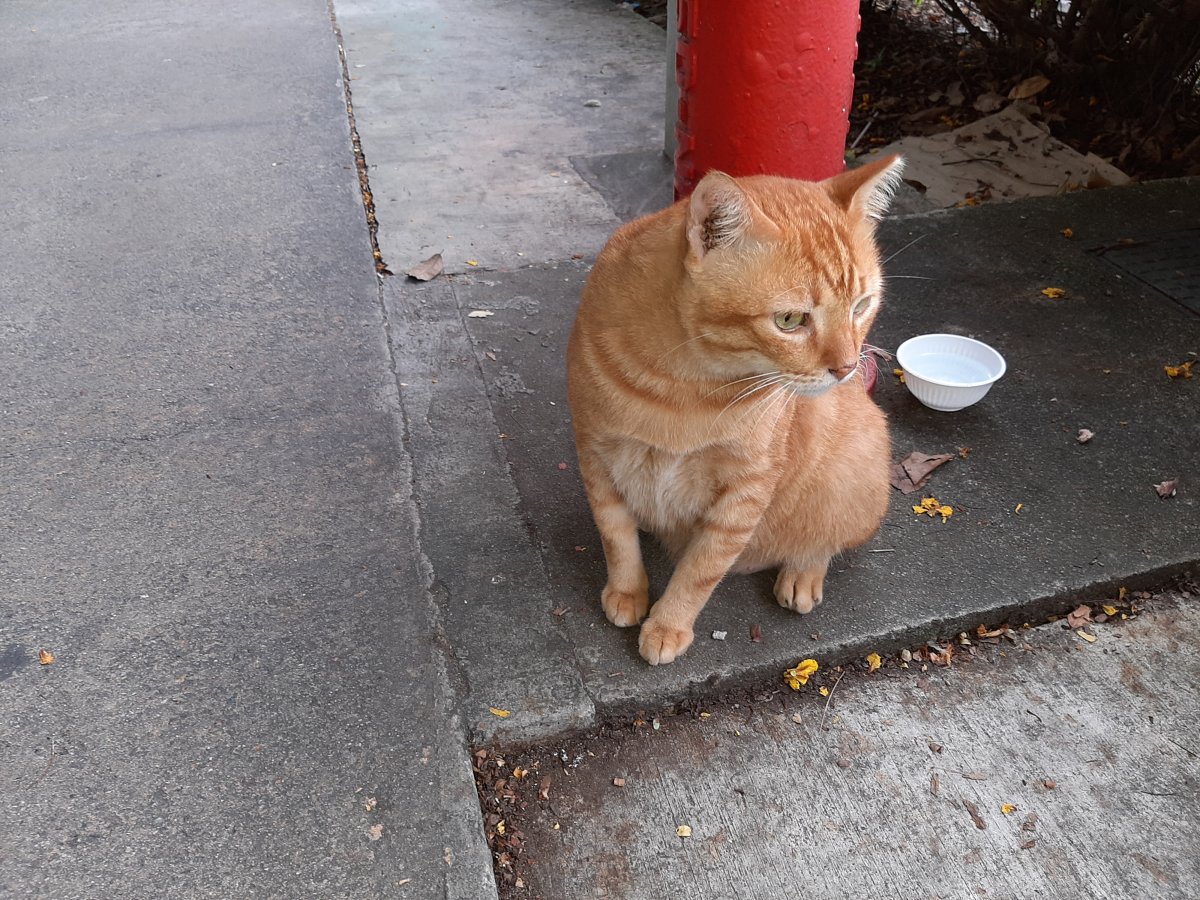 An orange cat sitting outdoors