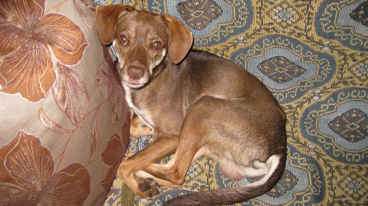 A dog that was adopted from a shelter