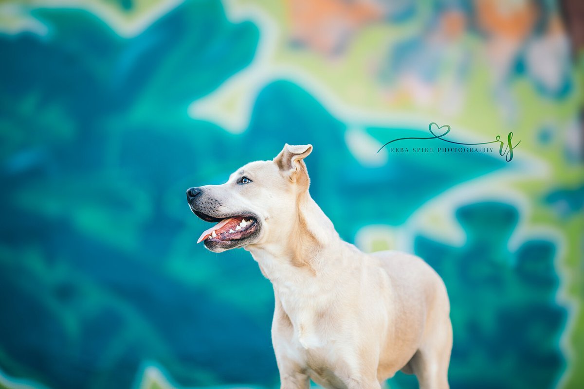 A rescue dog in an urban setting