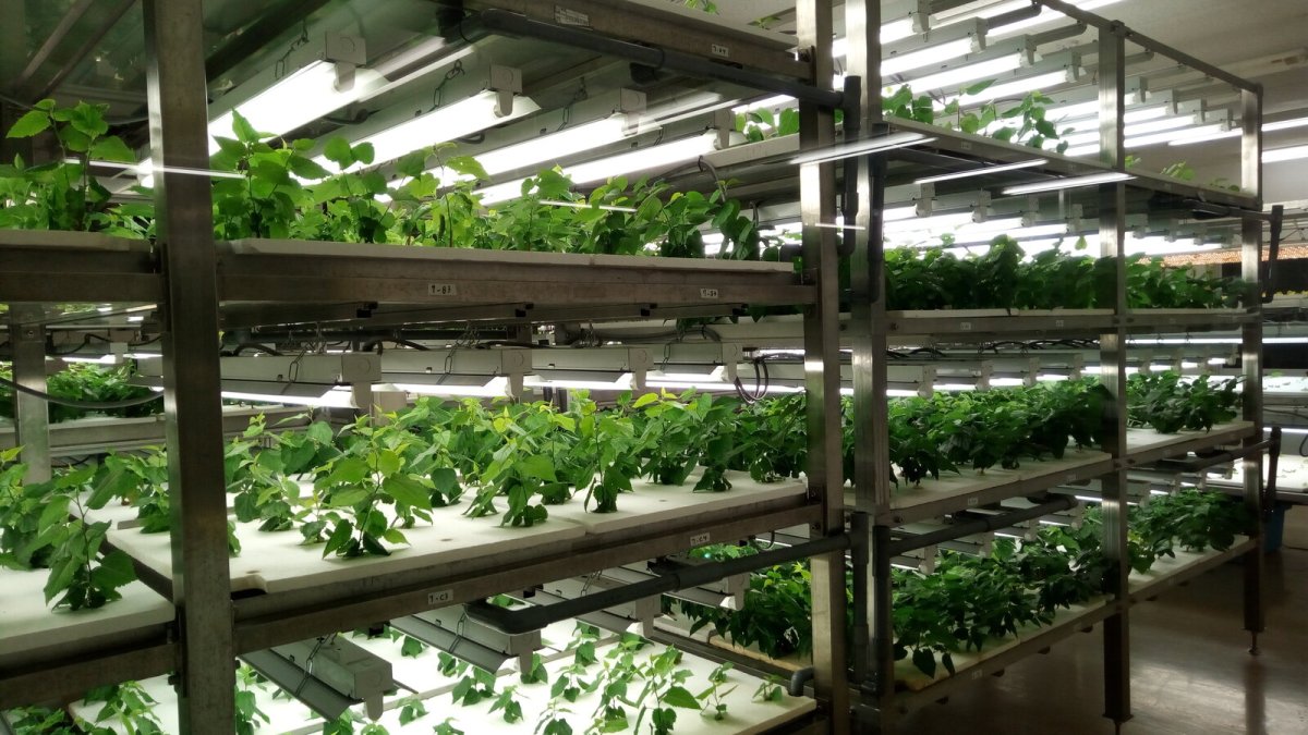 Cities Turn to Vertical Farming to Feed Growing Populations