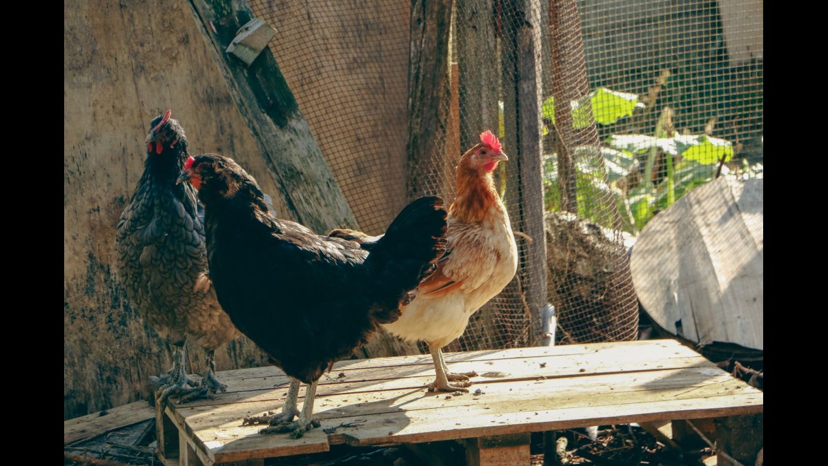 A Day on Grandpa's Farm
