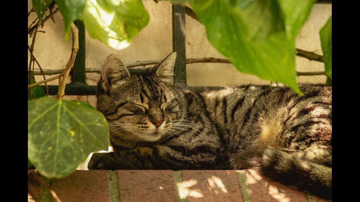 The Lazy Cat and the Busy Bird