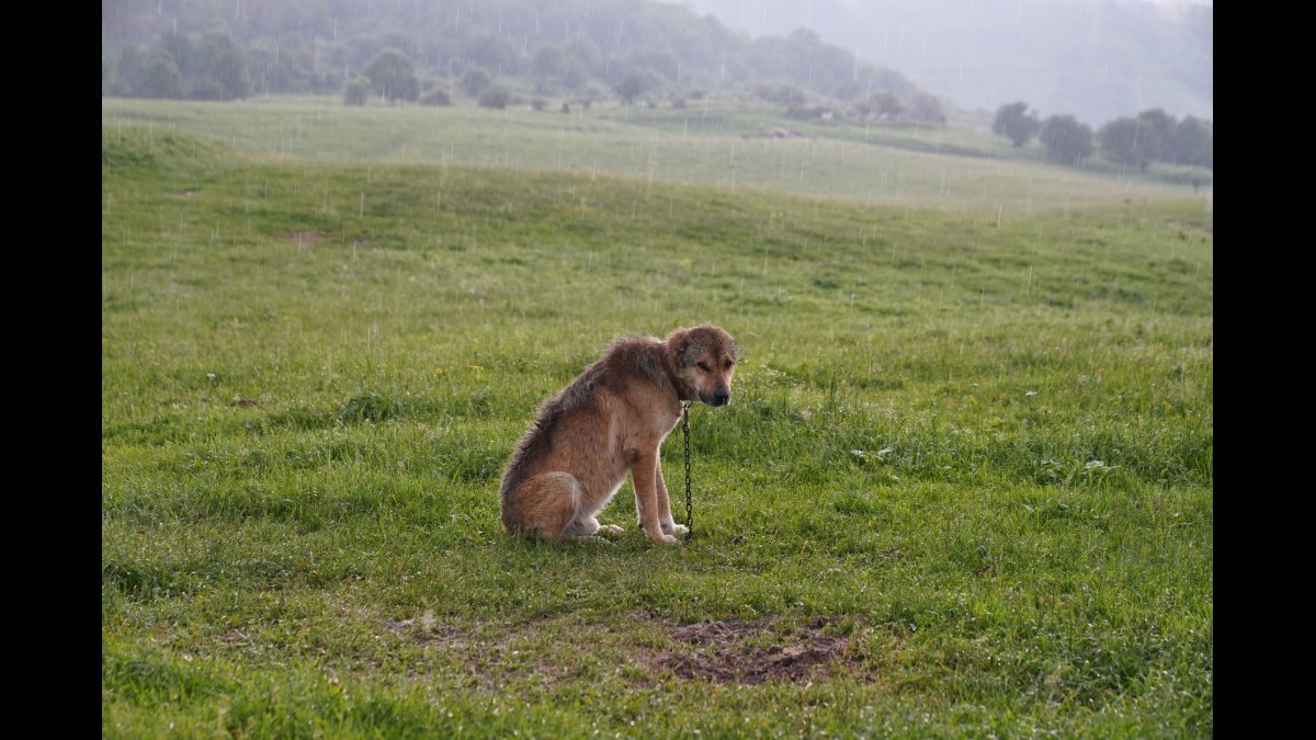 The Puppy in the Rain