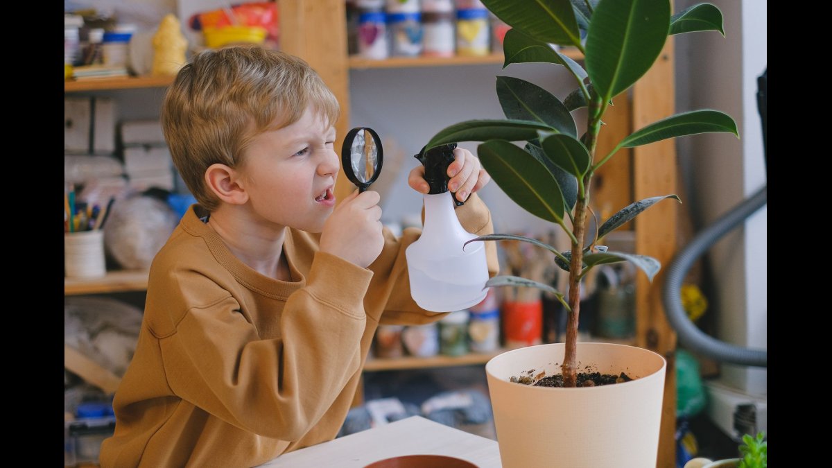 The Class Plant