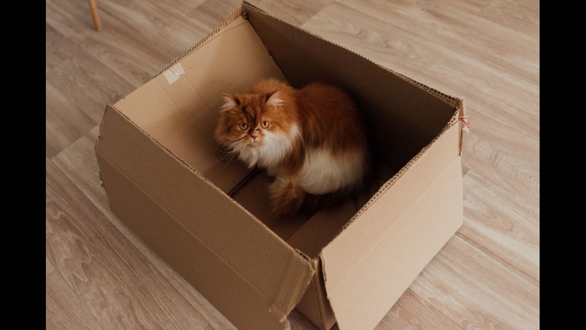 Milo Finds a Quiet Place